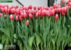 Tulipa Universum ® (1)